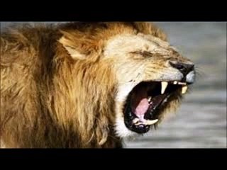 Kızgın Aslan sesi aslan kükremesi