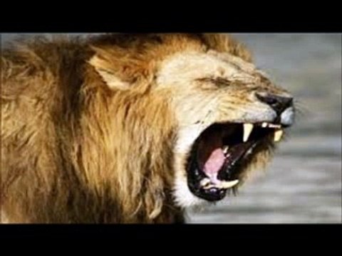 Kızgın Aslan sesi aslan kükremesi