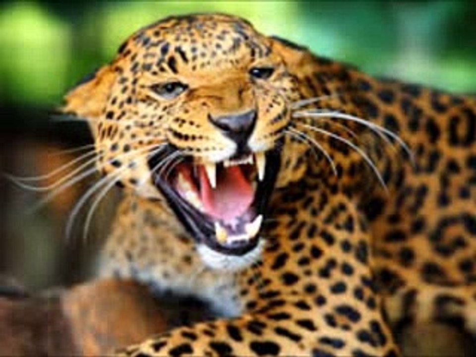 leopar sesi