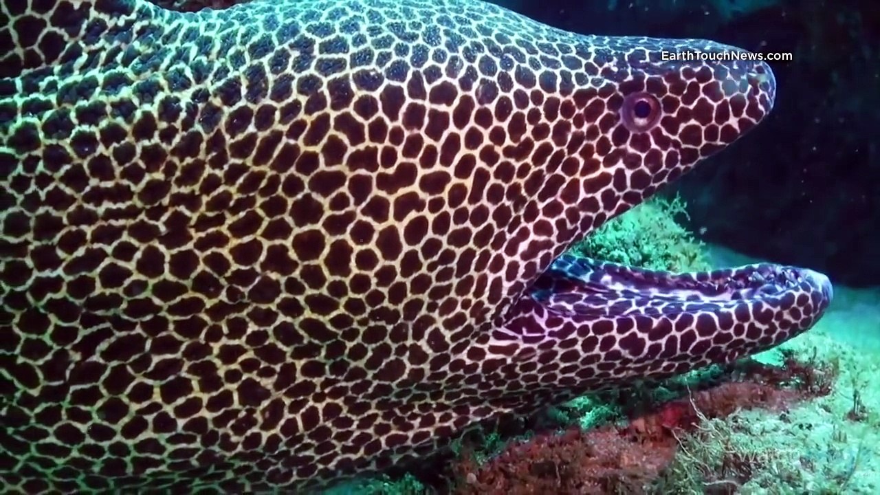 Top 10 des créatures marines les plus dangereuses !
