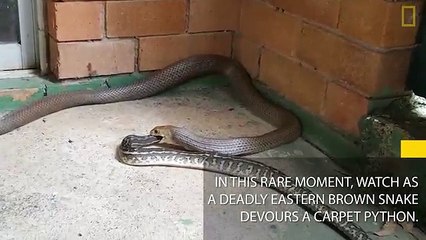 Gjarpri i kaftë vret pitonin dhe e ha për tre orë