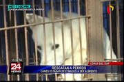 Corea del Sur: defensores de los animales salvan a perros usados para consumo humano