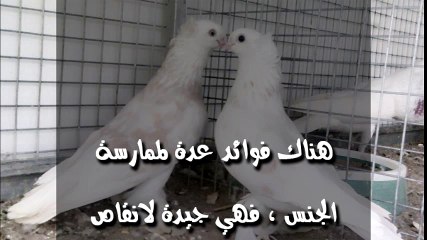 لن تصدق ممارسة الجنس 90 دقيقة أسبوعياً يمنحك الرشاقة