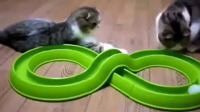 Самые смешные приколы про животных 2015 года