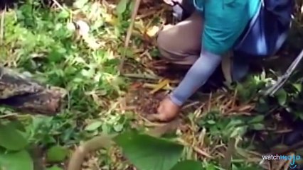 Top 10 des serpents les plus DANGEREUX du monde !