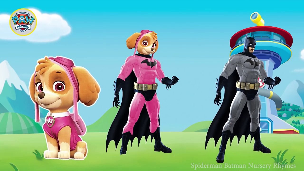 Paw Patrol Transforms Into Batman Finger Family Song - Batman as Paw Patrol Nursery Rhymes for kids