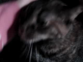 chatte à adopter
