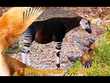 Самые редкие животные планеты | Развивающее видео для детей | Rare animal planet