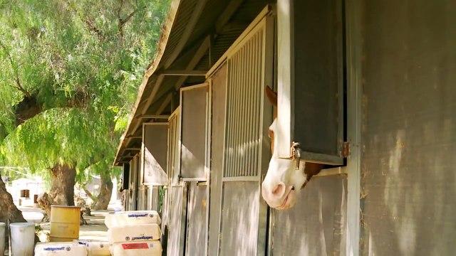 Whispering Horse - The Pet Collective Launching April 24th