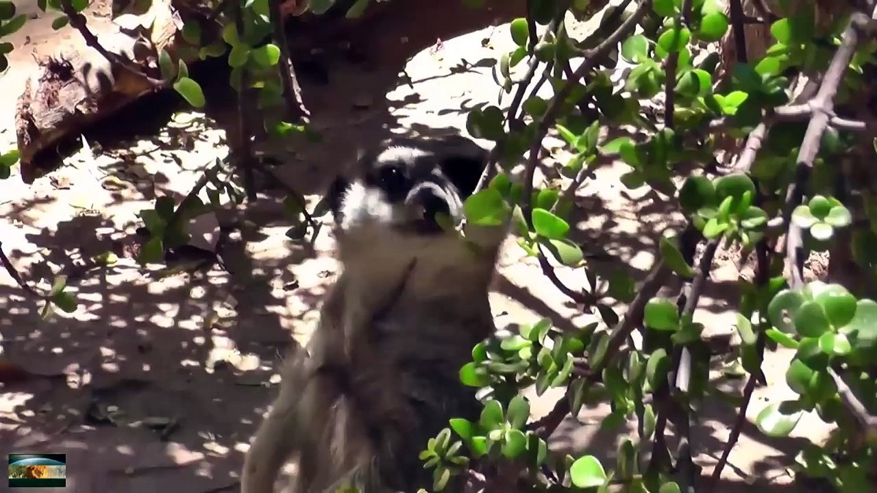 Cute Animals-Trust,Love and Peace-pG_0-UZzdFA