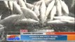 News to Go - BFAR warns against eating Batangas 'double-dead' fish - 05/31/2011