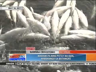 News to Go - BFAR warns against eating Batangas 'double-dead' fish - 05/31/2011