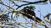 Die Tierwelt Costa Ricas - Der Brüllaffe-zchi_Kg2HbI