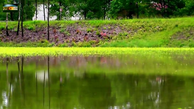 Donau Hochwasser Deggendorf-Metten 04.06.2013 - Danube Flood 04.06.2013-g418mfxlwlU