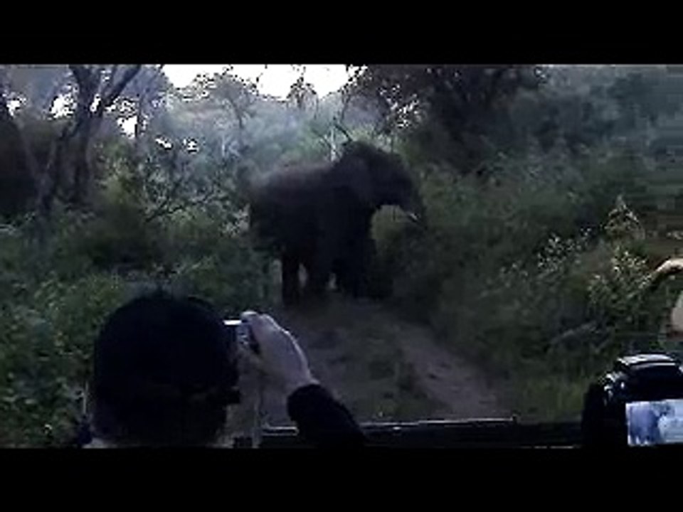 Elefanten in der Makutsi Lodge-L9PklShCqZg