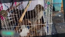 Falcão mata periquito de estimação e fica preso na gaiola do passarinho.