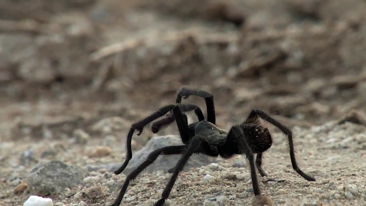 Tarantula Spider ATTACKS Camera-cNfU1UmHxlA