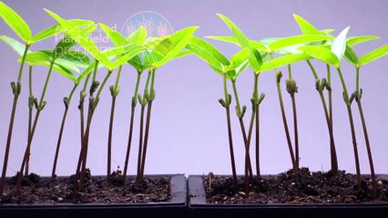 Sea6-Food|Feed|Fuel from the Ocean, Ocean Farming