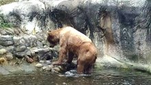 美熊出浴-20160421台北動物園