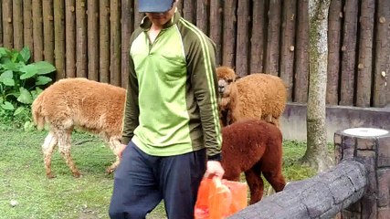 羊駝餵食-20160421台北動物園