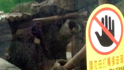圓圓-20160421台北動物園