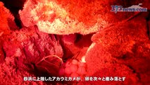 ウミガメ産卵がピーク　奄美大島龍郷-R_0uh5NdE0E
