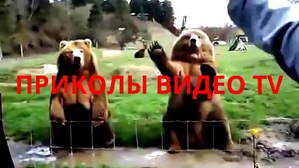 Приколы. Девушка и козлик