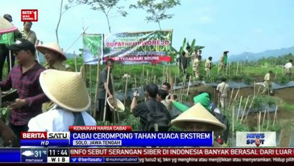Petani Desa Tegalsari Tanam Cabai Cerompong