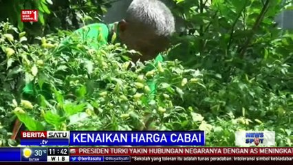 Warga Sragen Tanam Cabai di Pekarangan Rumahnya