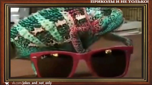 Лучшая нарезка приколов Схватил какашку смешная подборка 2016