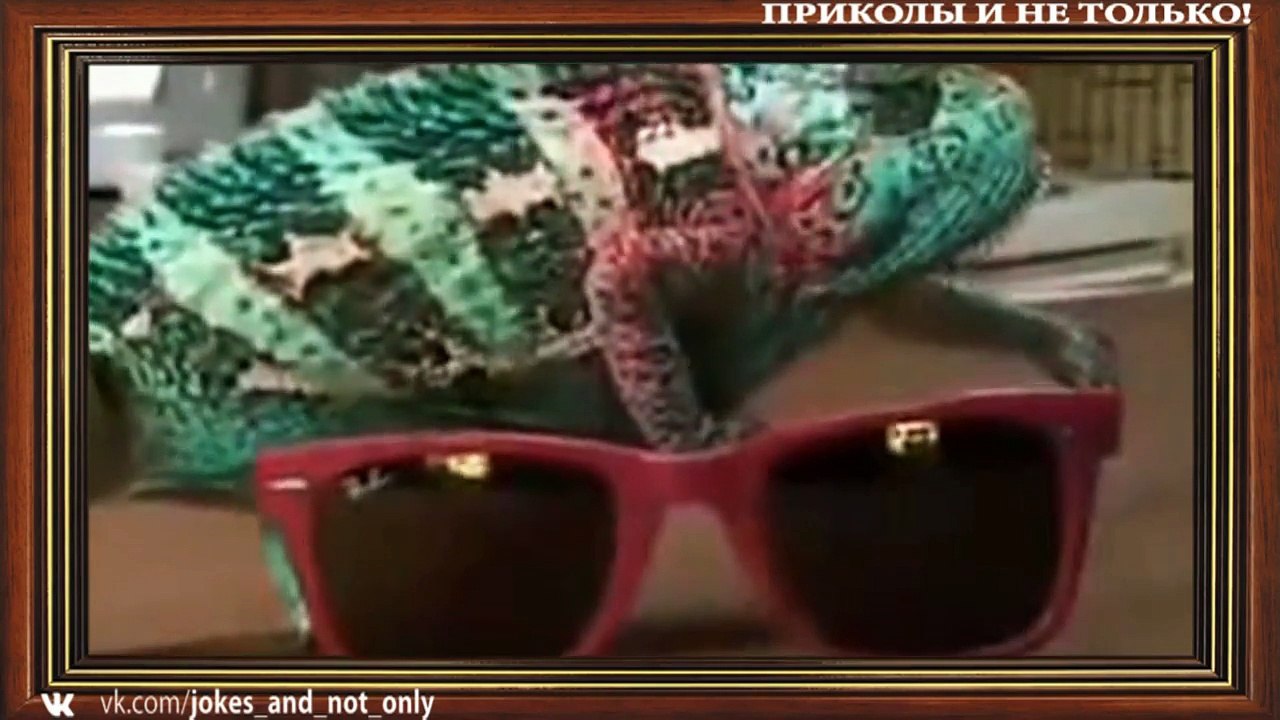 Лучшая нарезка приколов Схватил какашку смешная подборка  2016