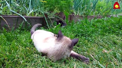 Проверка кота на выносливость. Смешные коты