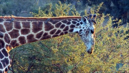 Giraffes for Kids  Learn about Giraffes - FreeSchool