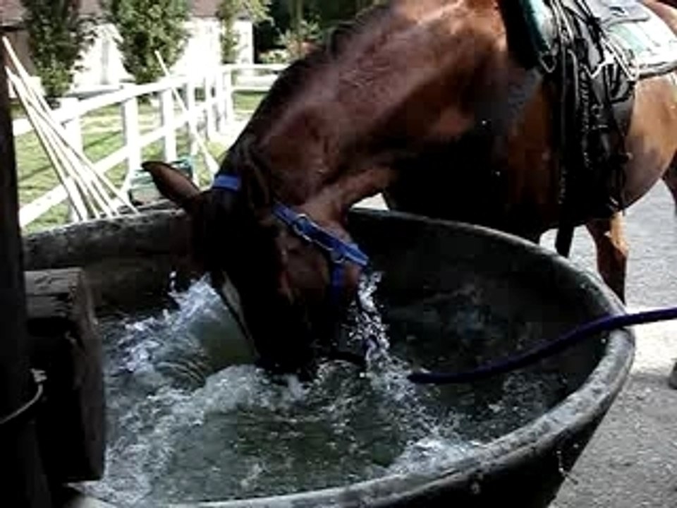 Pegase et l'eau...