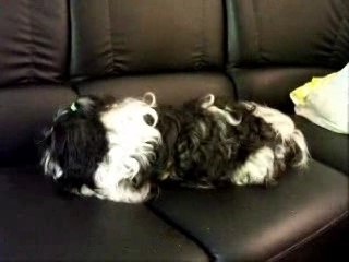 ALDO.. shi-tzu de 2 ans