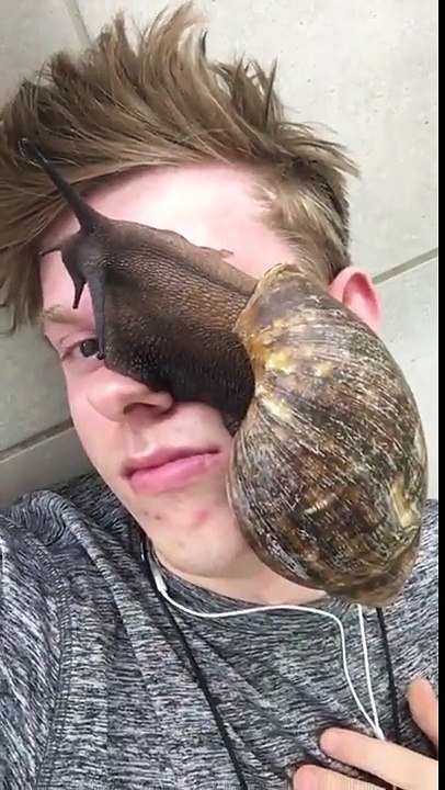 Avec cet escargot tu peux nourrir 100 personnes... Animal géant