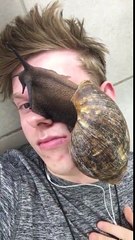 Avec cet escargot tu peux nourrir 100 personnes... Animal géant