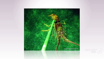 Important Tools Used For Lobster Diving