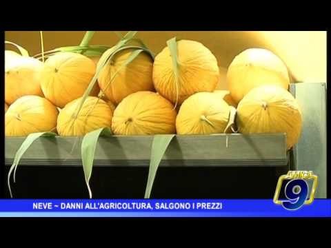 Neve | Danni all'agricoltura, salgono i prezzi