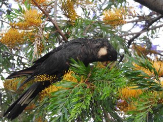 Carnaby's Black Cockatoos