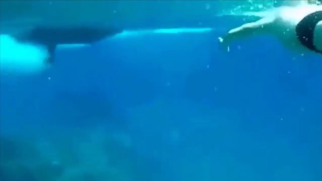 Ce plongeur se fait percuter par l'hélice d'un bateau