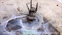 Amazing skin crawling footage of tarantula moulting skin looks like alien duplicating its own body