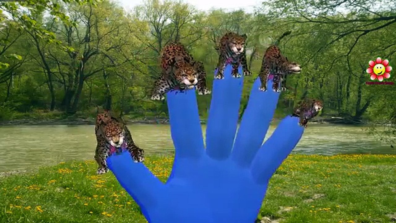 Finger Family Rhymes Jaguar Lion Cartoons For Children | Tiger Finger Family Nursery Rhymes