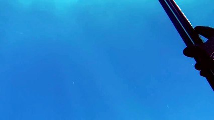 Mergulhador filmou ataque de tubarão-touro