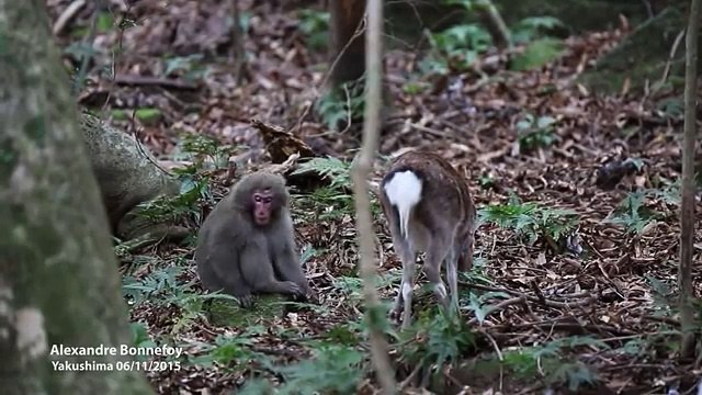 Accouplement étonnant entre un singe et une biche, les chercheurs scientifiques s'interrogent…