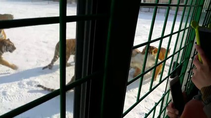 Kaplan sürüsünün ortasına koyun bırakılırsa... +18