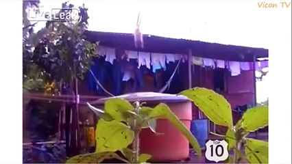 Приколы с котами - ТОПовая подборка! под музыку