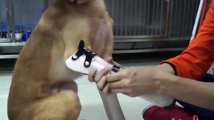 Un Cane Disabile Riceve la sue prime Protesi, finalmente può Camminare!