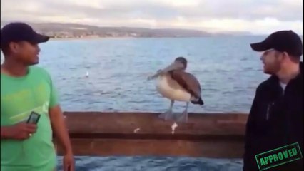 Birds are Jerks Compilation