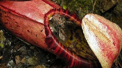 25 Odd Animal Behaviors You Might Not Be Aware Exist